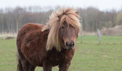 Pony auf Wiese