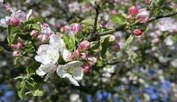 Apfelbaumzweig mit Blüten